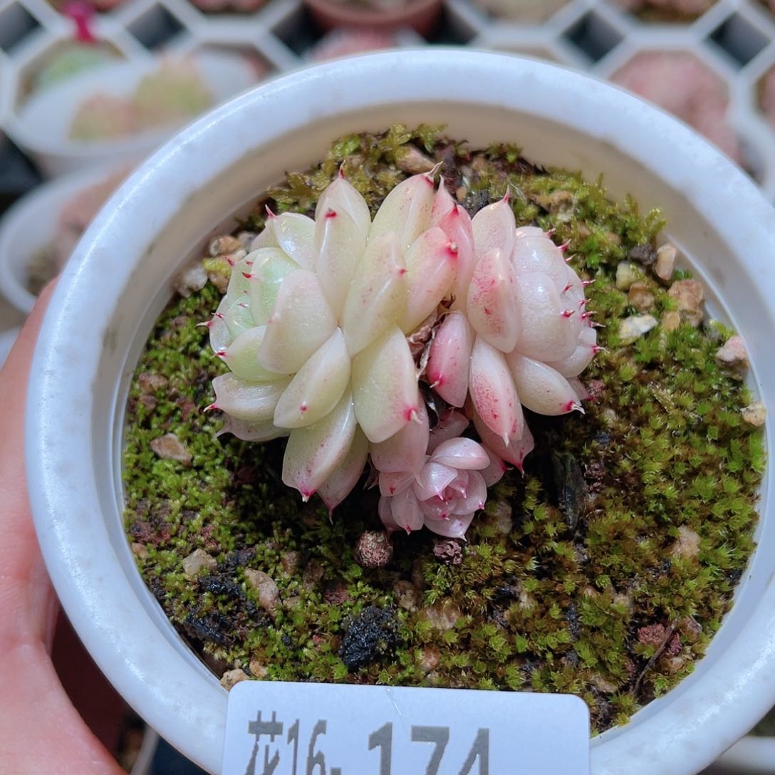 花利美16-174麦秆