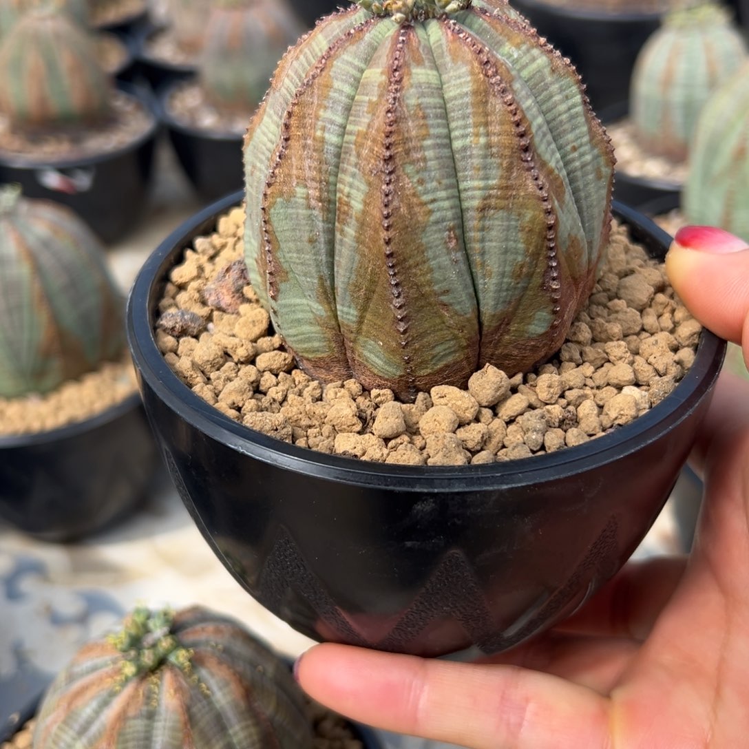 布纹wwwwwwwwwwwwwww