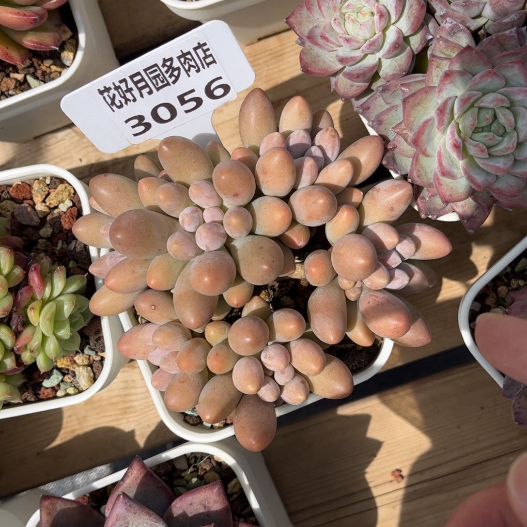 多肉植物3056 一定要拍冷链哦