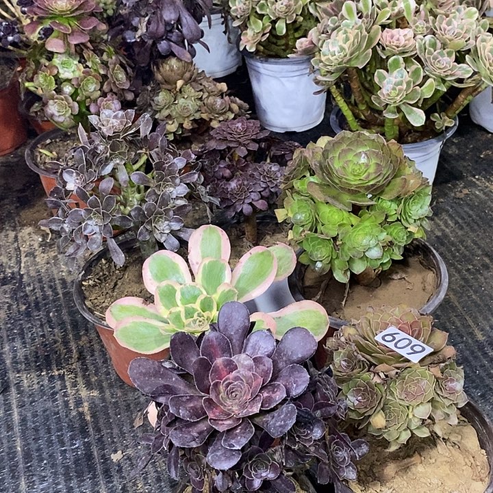 609，6颗多肉法师多肉