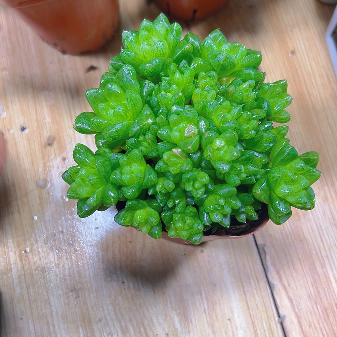 芒***爱草水晶群多肉多肉多肉