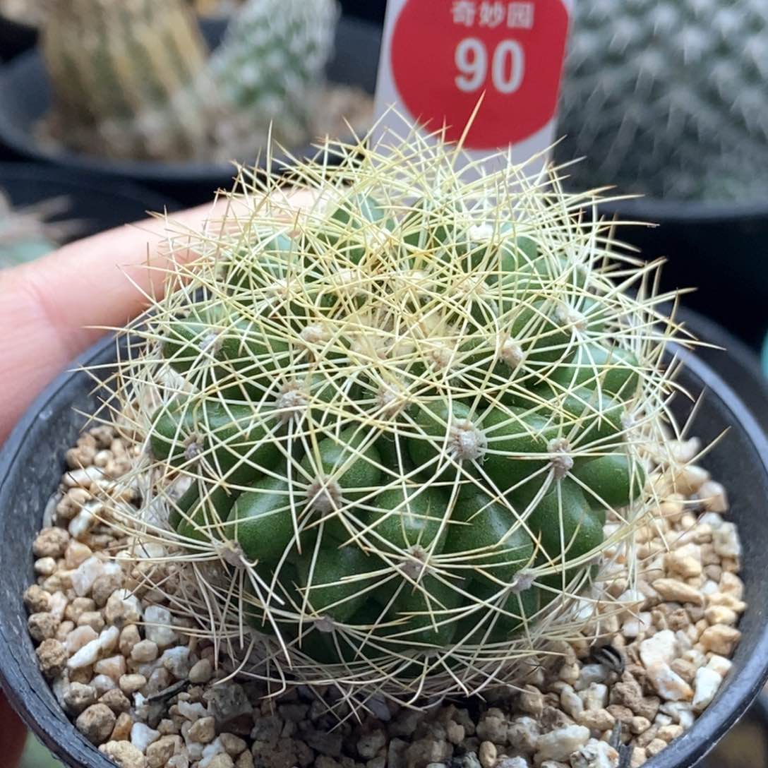 自根蜘蛛丸4.5cm