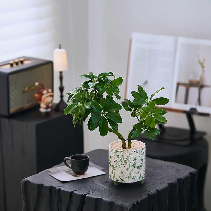 发财树鸭脚八方室内来财客厅办公室桌面绿植花卉盆栽植物四季常青