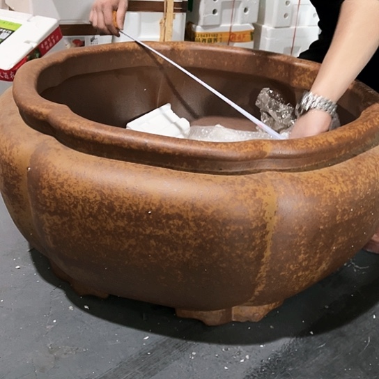 红陶种**落紫砂花盆里放的东西