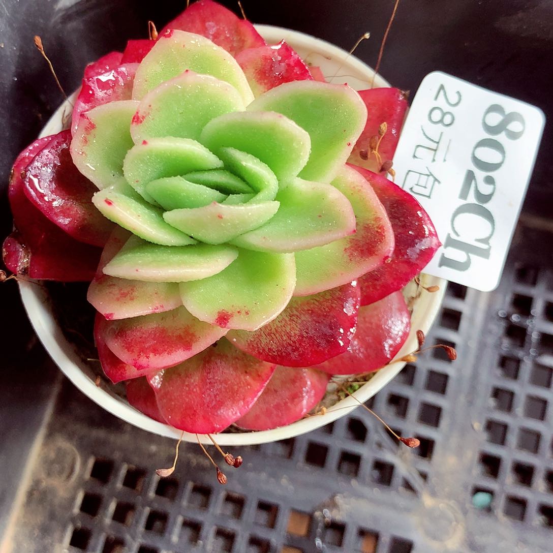 5厘米盆精控多肉802