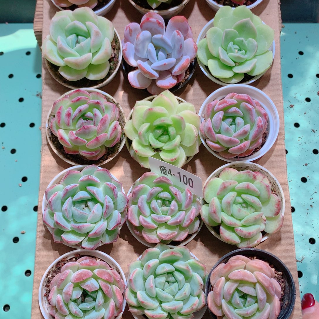 4-100一物一拍带盆18颗