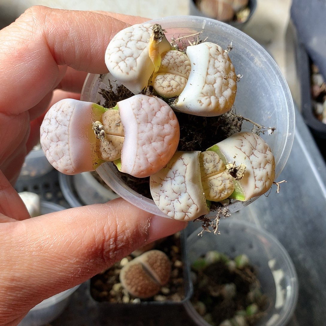 T188多肉植物保护