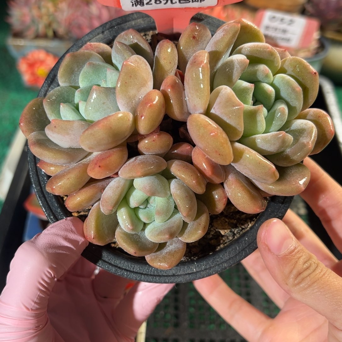 表妹精品多肉植物055.