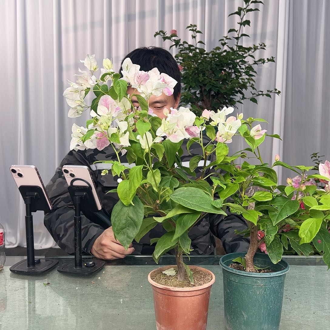 大部分开放少量花苞漳红樱掌中宝一棵