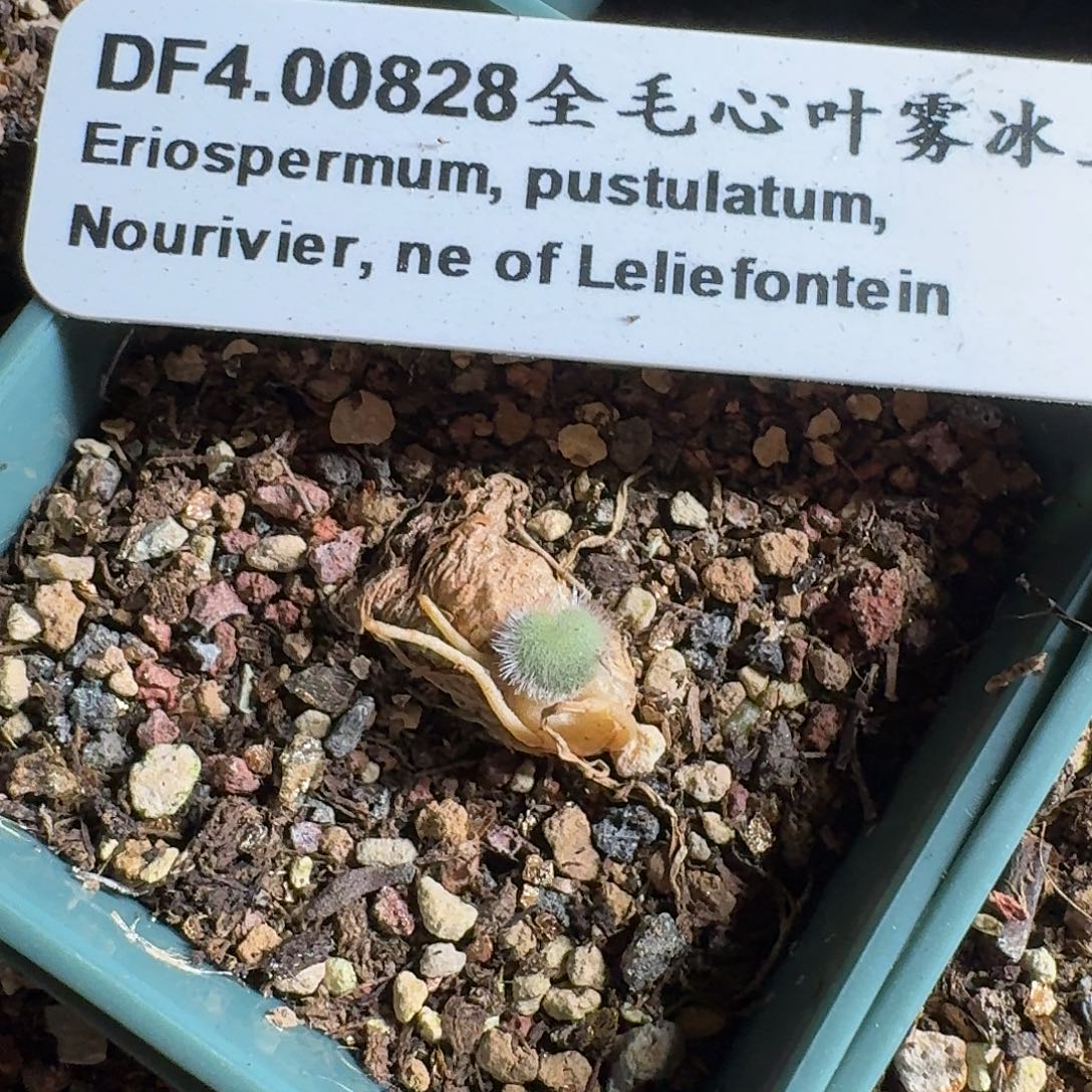 全毛爱心雾冰玉一个带盆