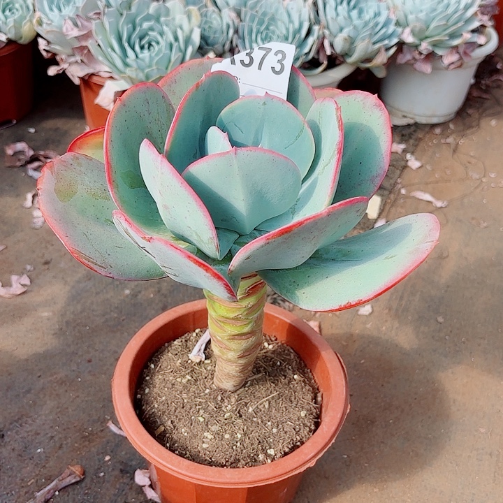 丽***雪瑞蝶多肉植物373号