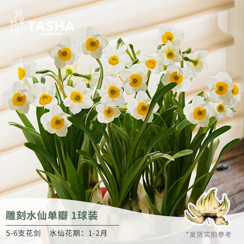 塔莎的花园漳州水仙花八字切水仙雕刻水仙种球单瓣重瓣年宵花
