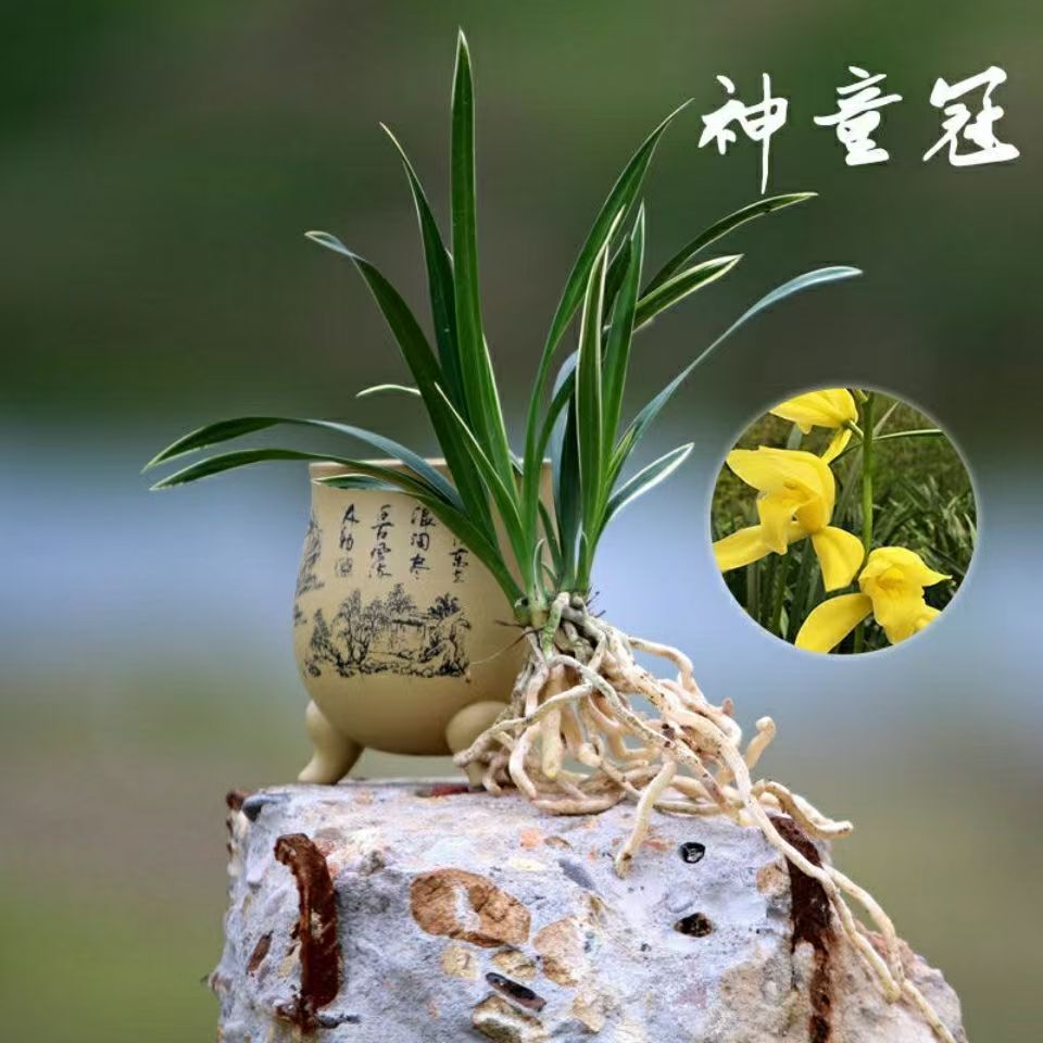 【神童冠】金边艺草名贵品种神童爪浓香型大花卉好养易活耐寒