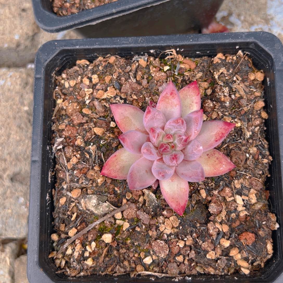 下*站虞美人111111111111