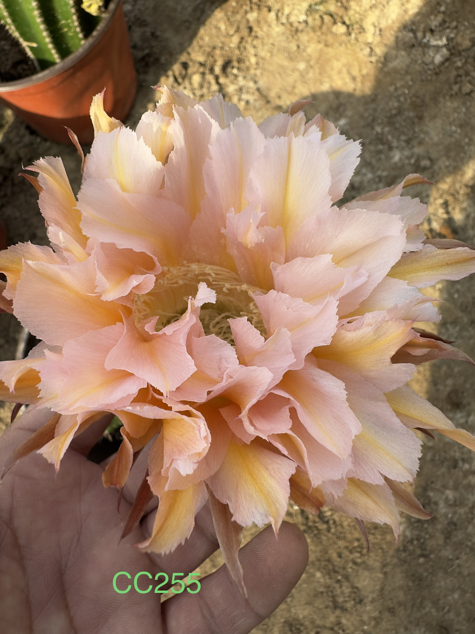 彩草无根侧芽歪锦觅