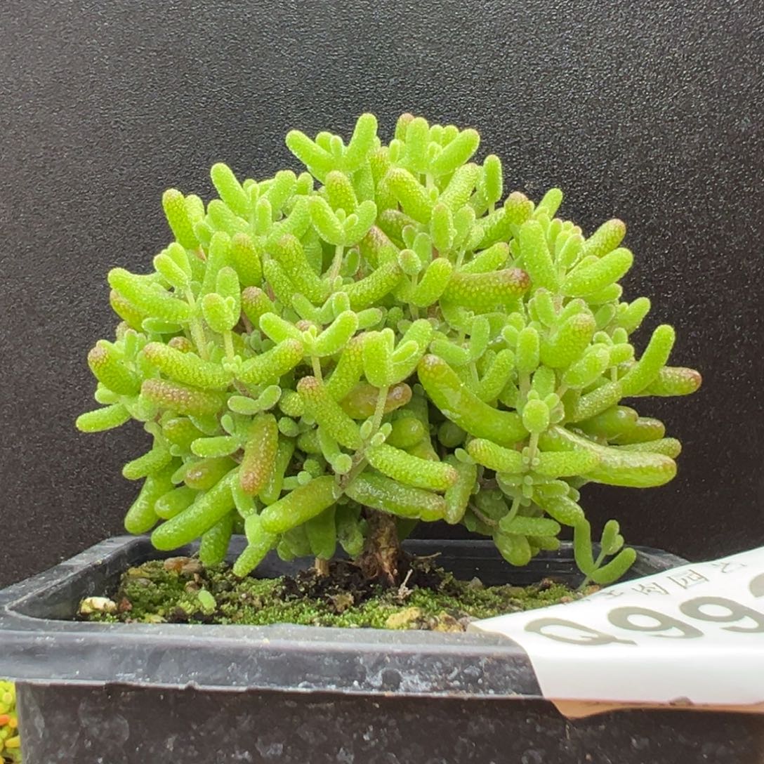 q992棒棒糖金桔糖球冠幅7cm