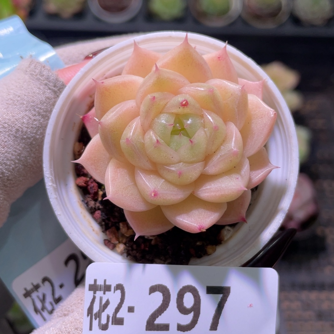 花利美2-297麦秆单头