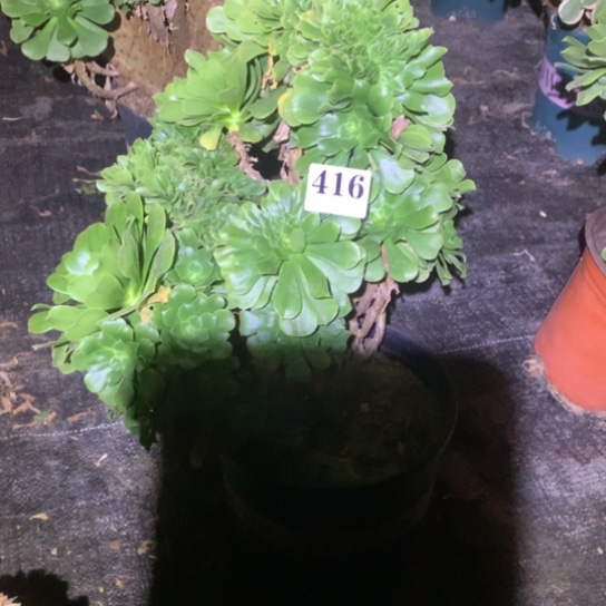 开**天多肉植物禄缀416