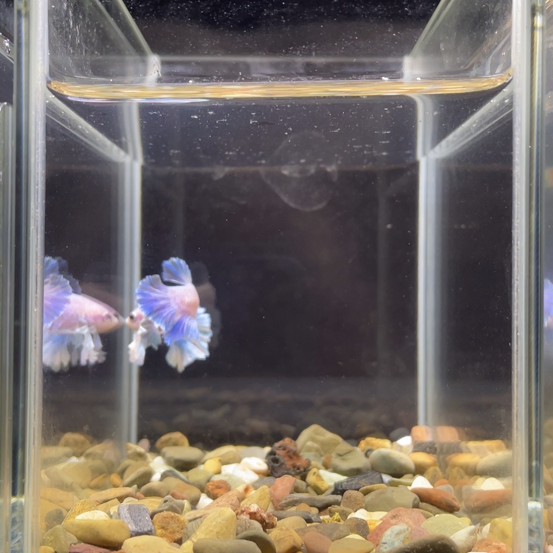 斗鱼30号小飞象大耳莫奈公