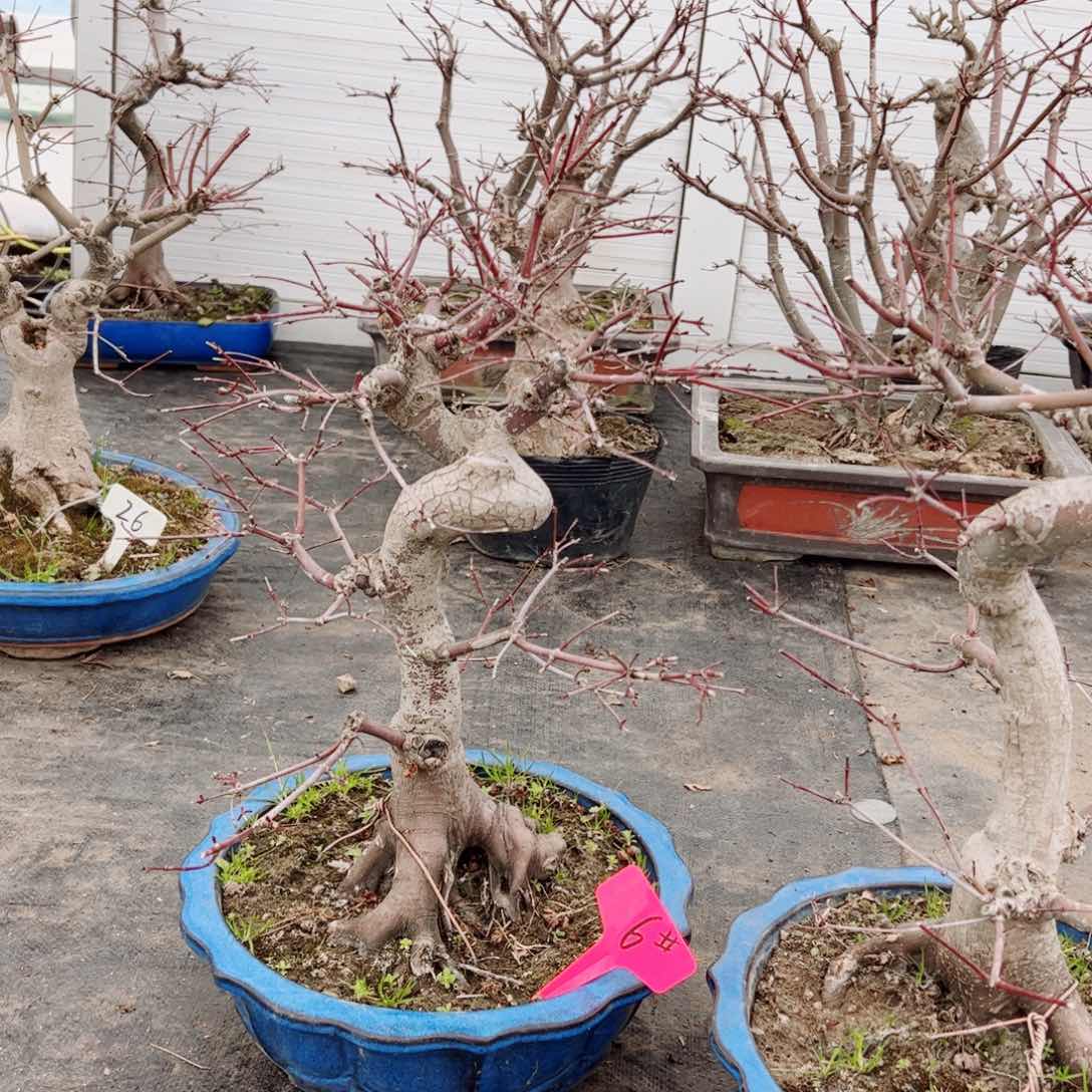 诚**成枫树风枫树枫树