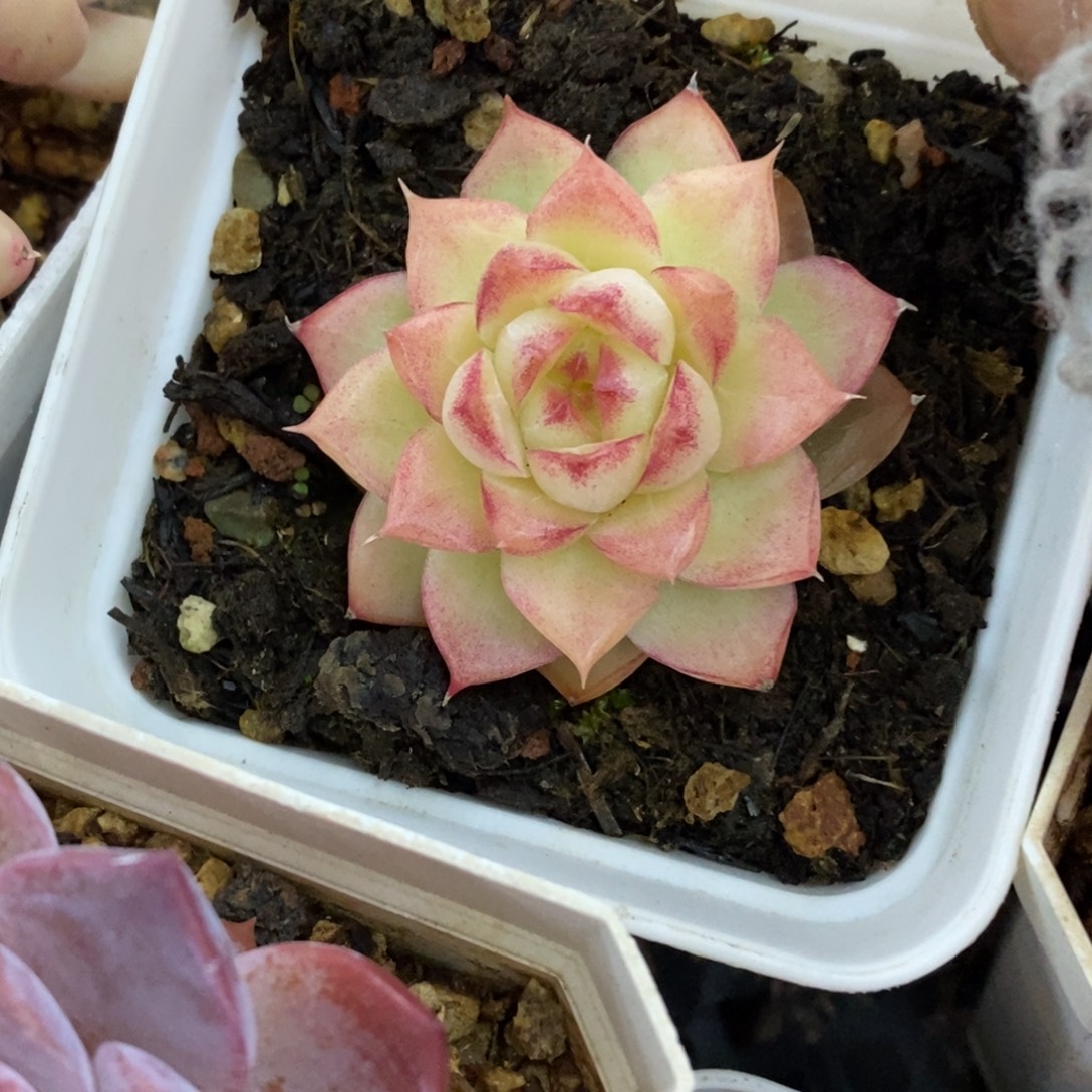 精品肉一物一拍不包整119