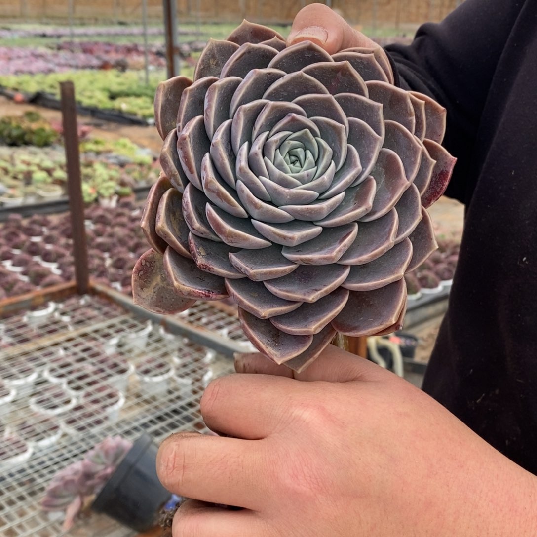 原始哈利沃森大单头起发老桩