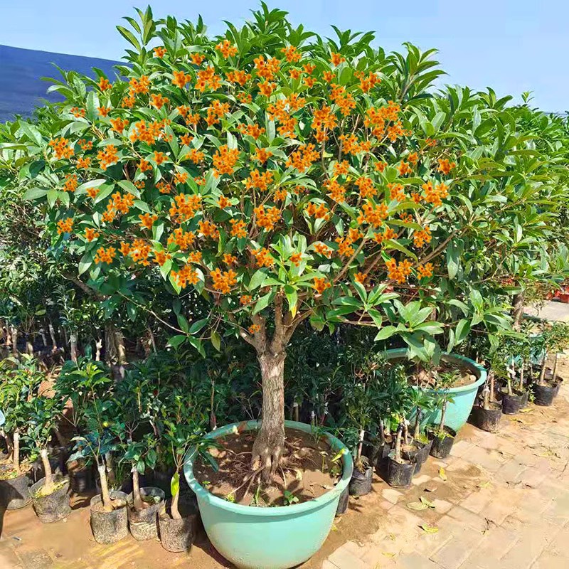 桂花树苗盆栽地栽多季开花好养花卉绿植