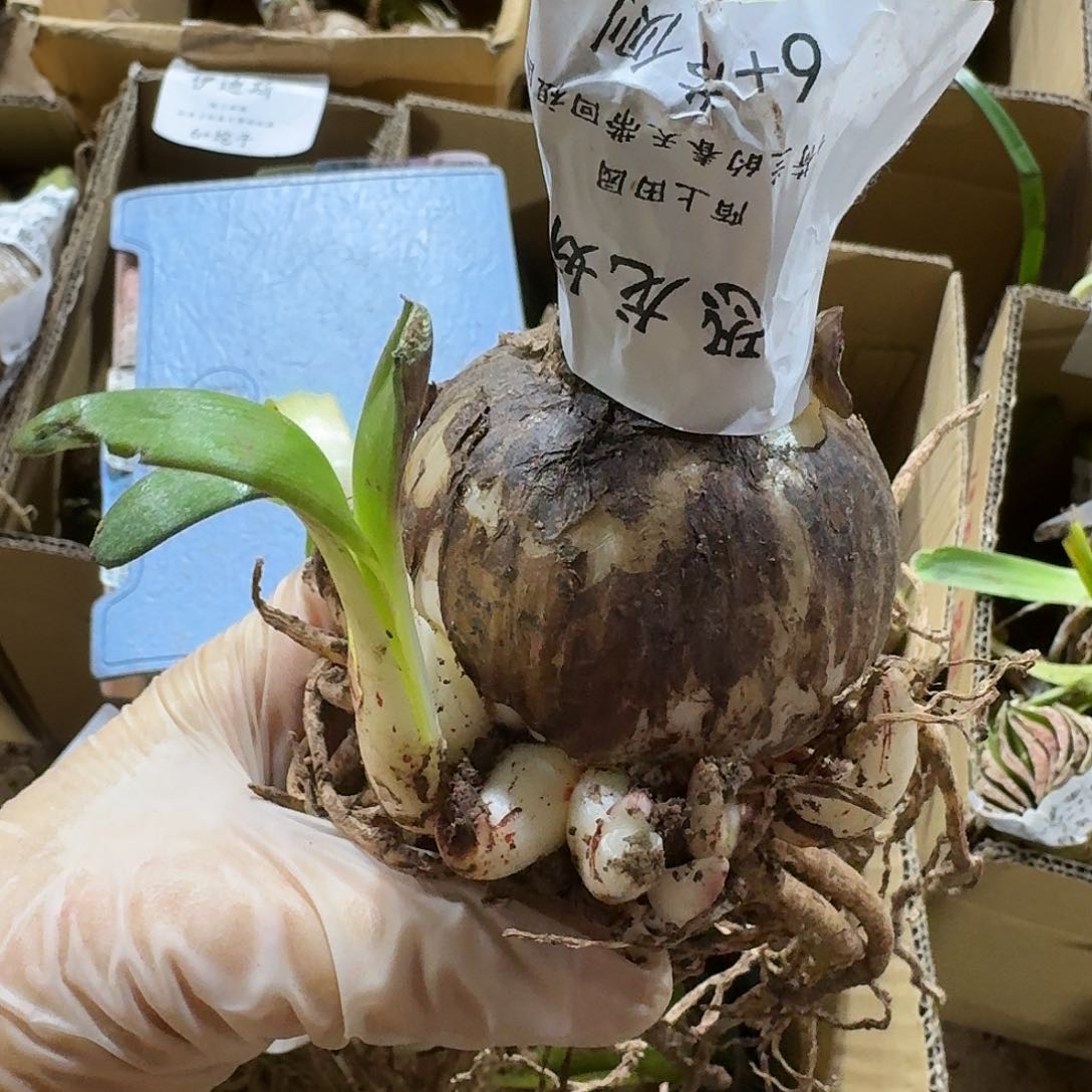 恐龙妹朱顶红6+带侧闪购