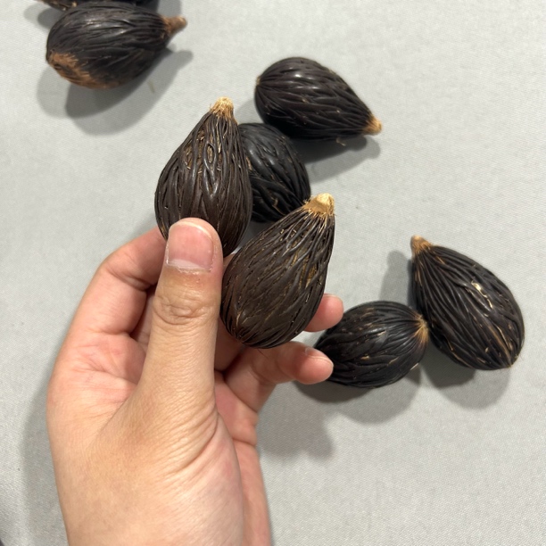 A291 千丝菩提一个 多样性发其一