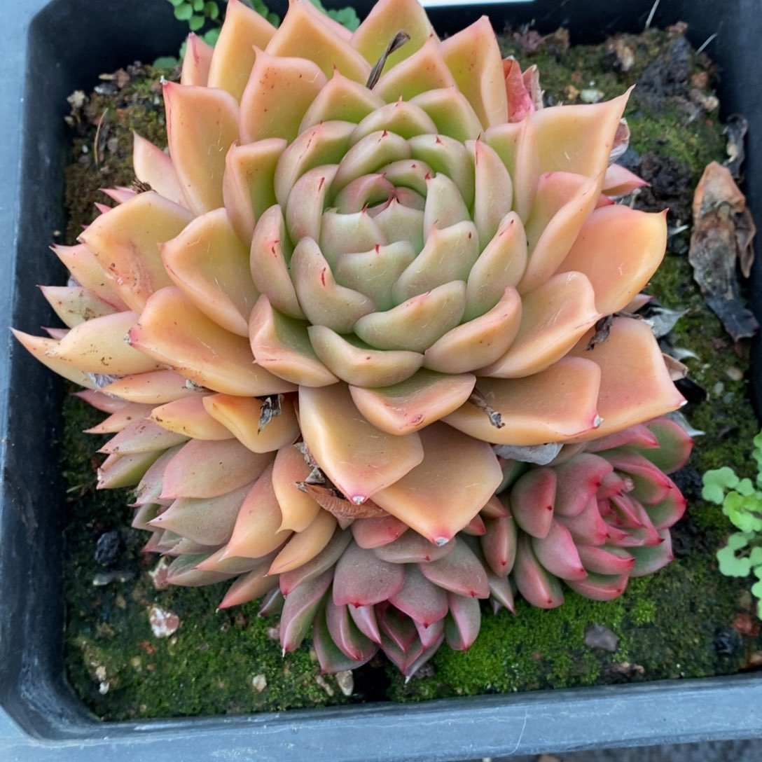 蛋*8558杂交精品多肉老桩