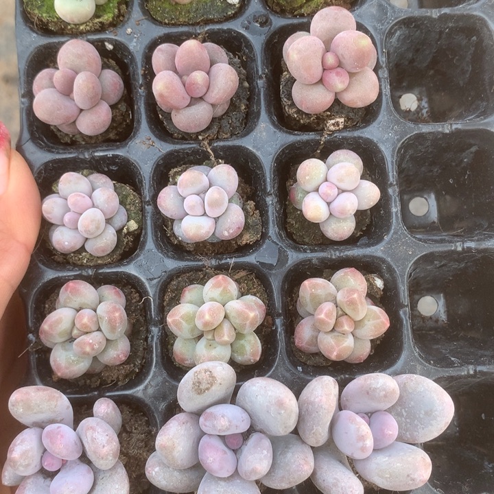 蛋黄。糖果 咖啡 樱花。芭比 乘以5。水光奶8颗