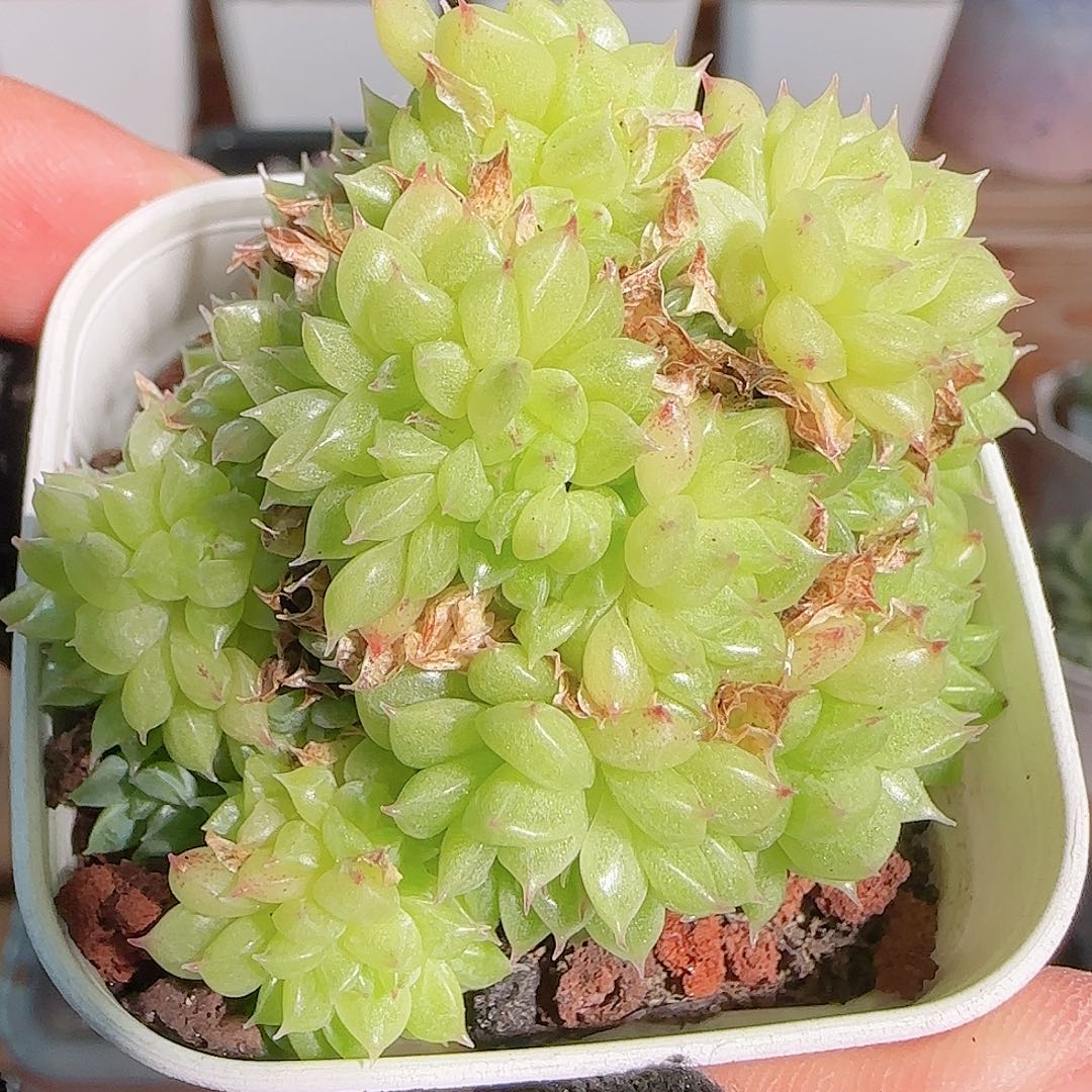 多肉1102--103麦秆