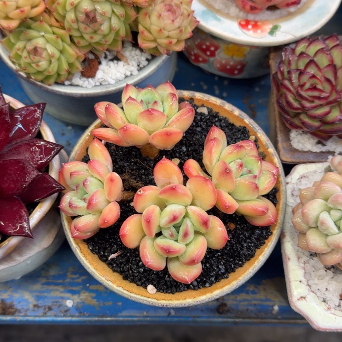 多肉植物盆栽多肉植物