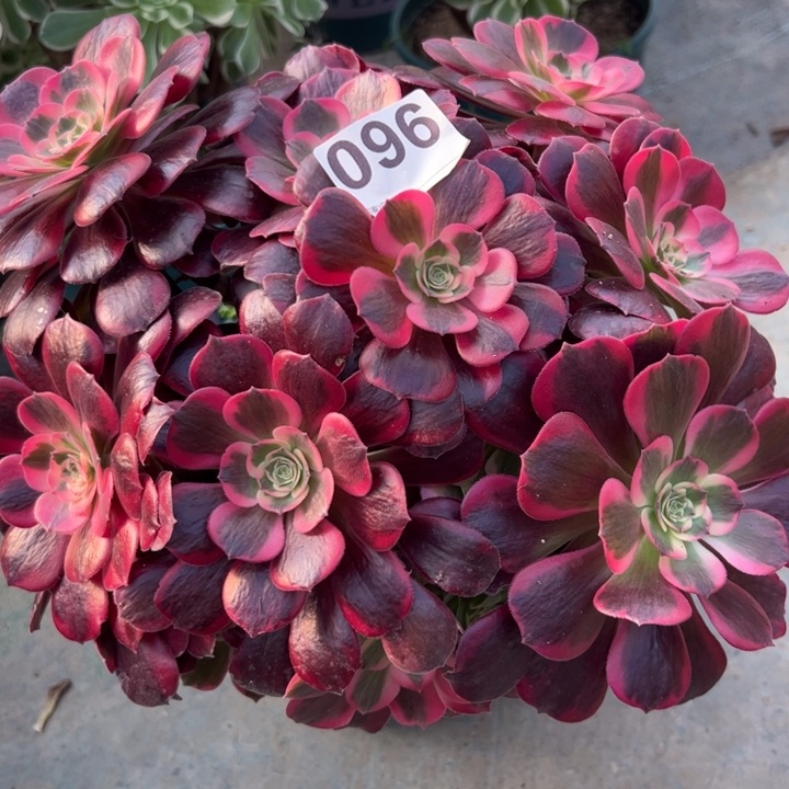 096凤冠25厘米左右