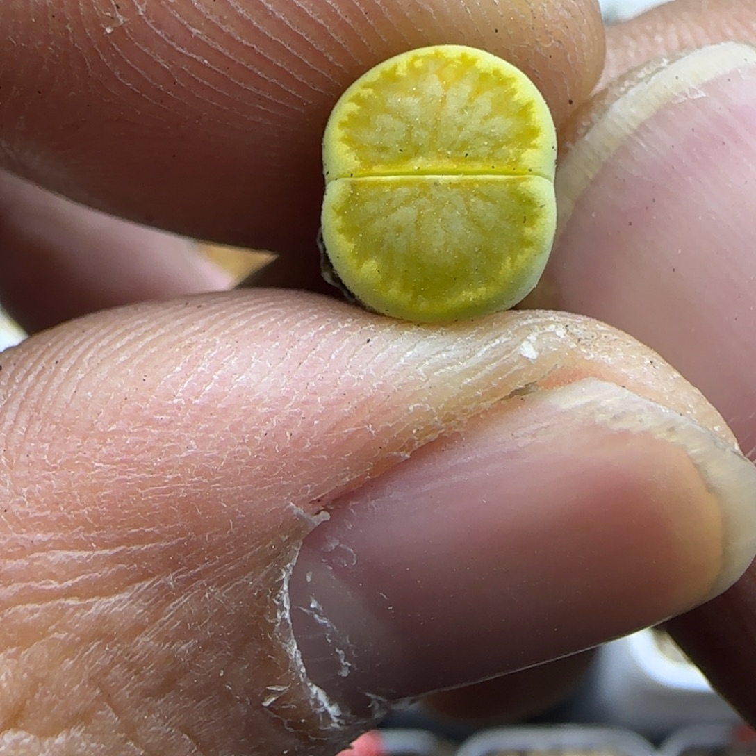 374 生石花大棚直播