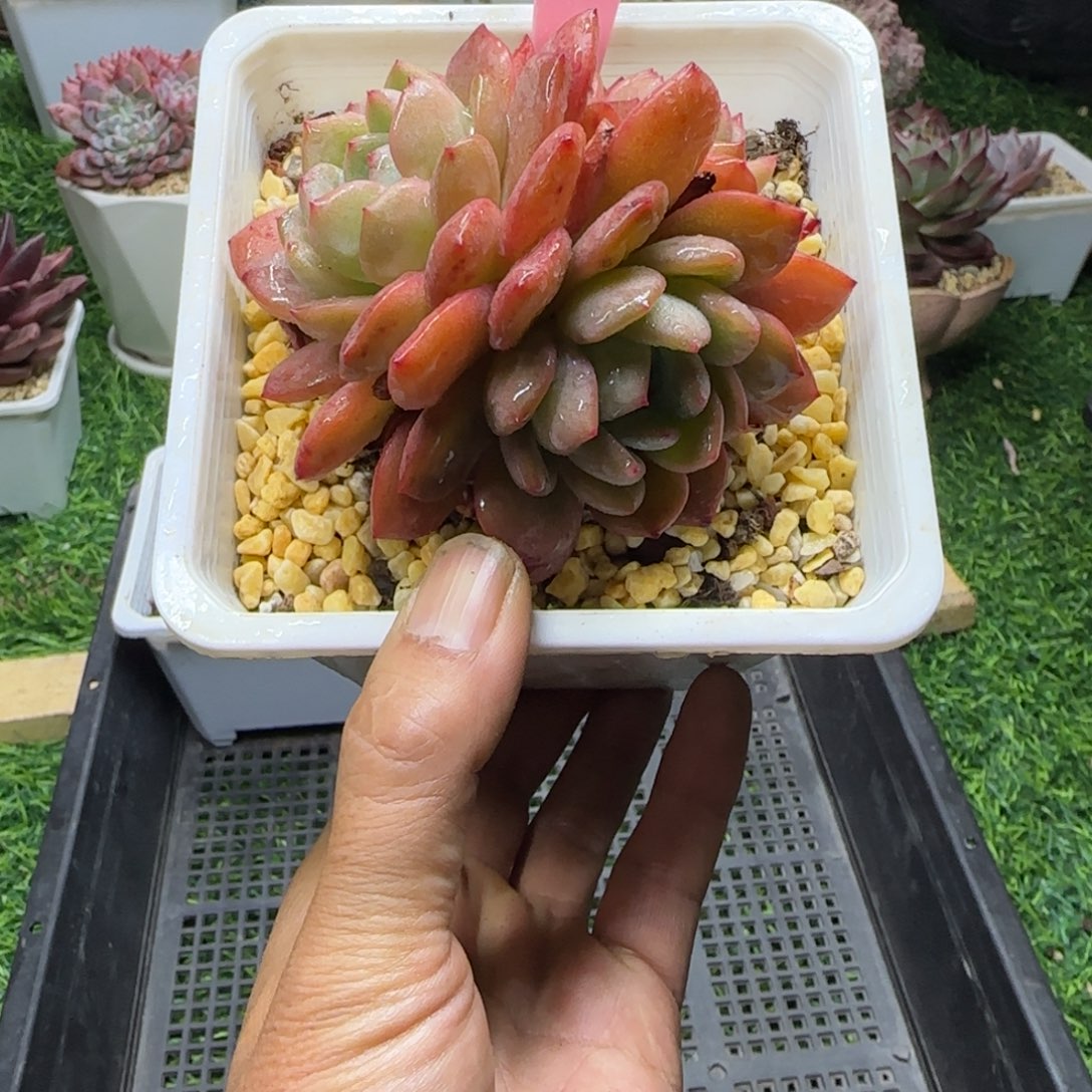 锦安多肉精品植物281