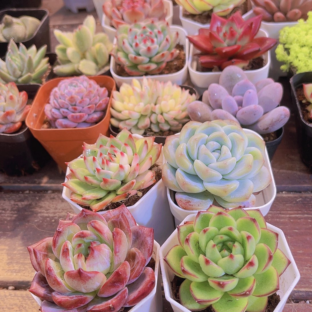 如图4盆111111111111111