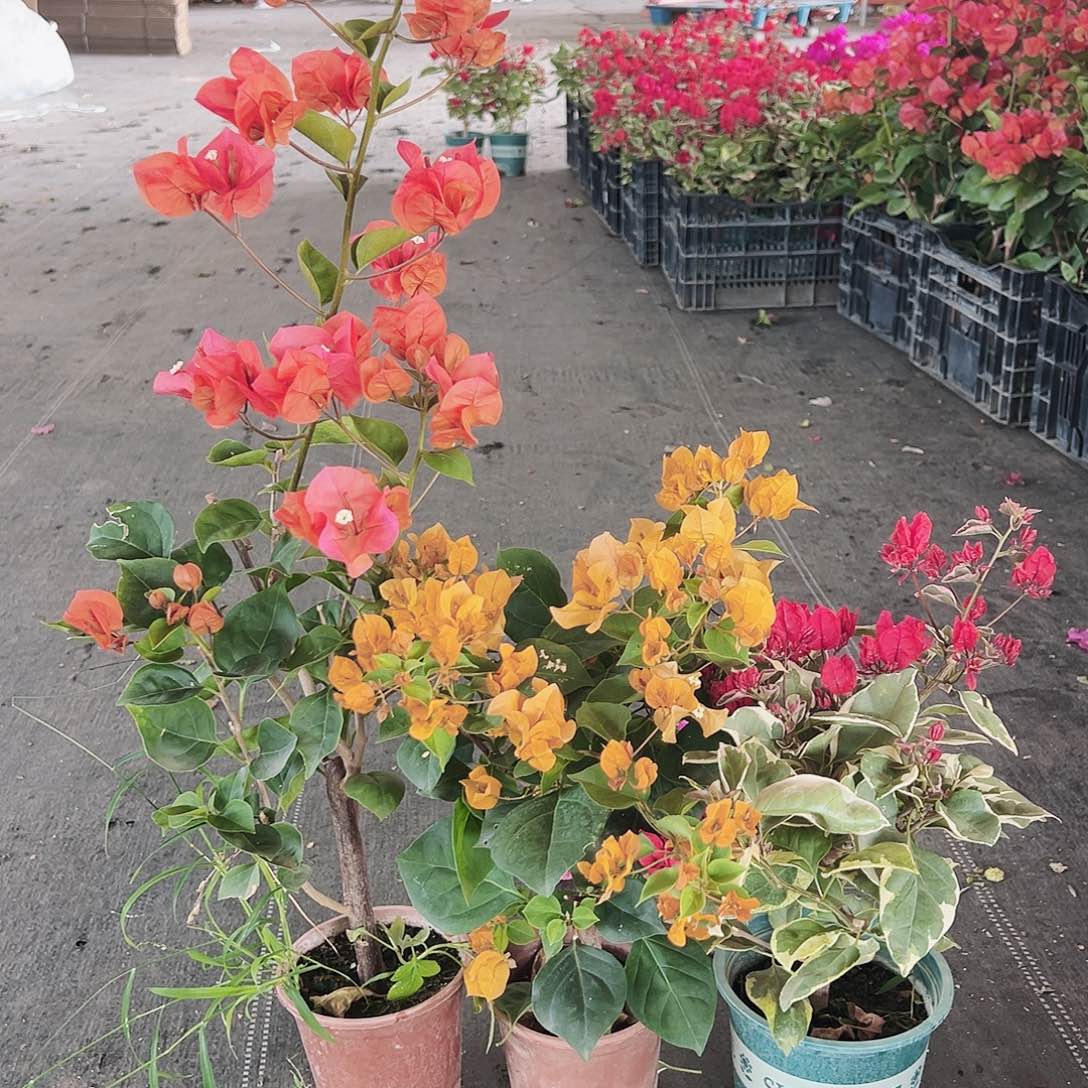 大部分花苞少量开放宝老橙，加州黄，能加拉红组合