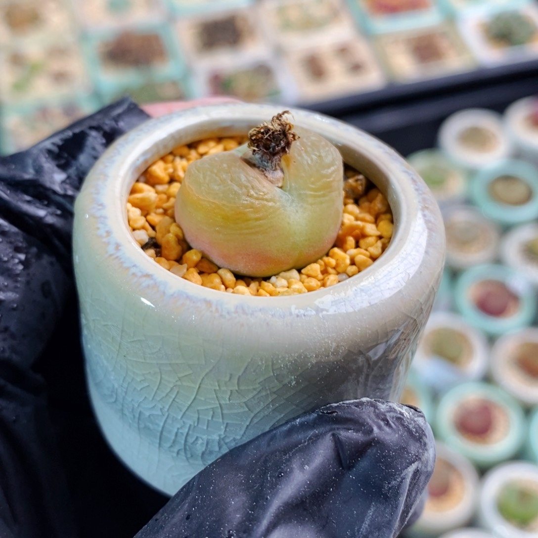 2221-一物一拍 带盆发