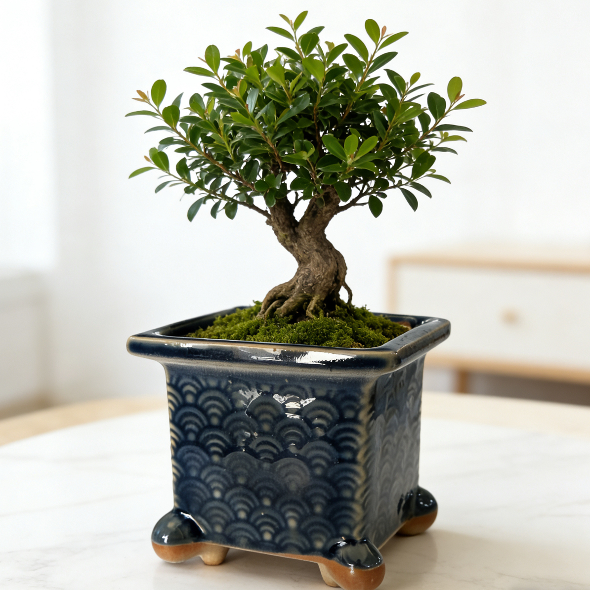 ·直播福利·直径9.5高9.5多肉花盆透气复古冬云少风1915