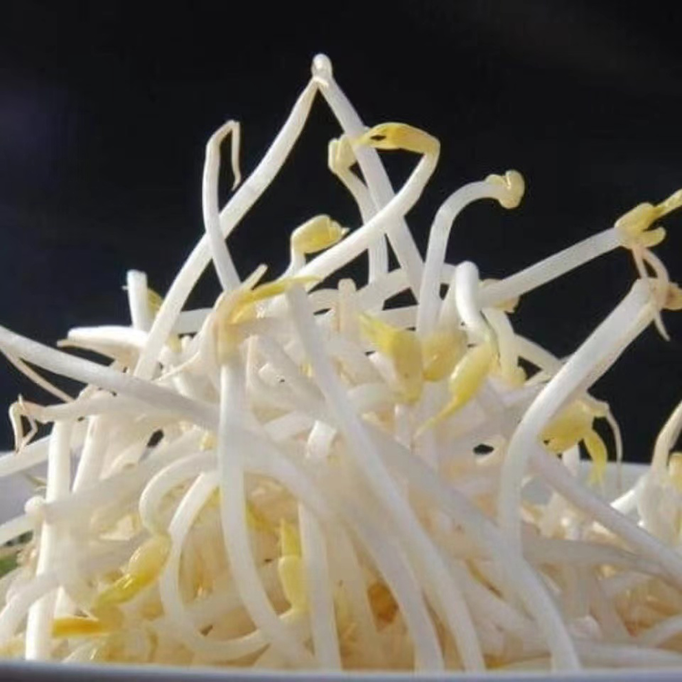 新鲜本地绿豆芽1斤左右