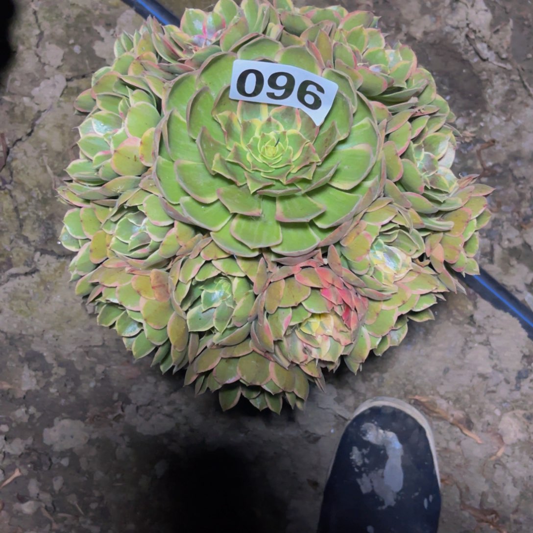 粉花妖26/////30包邮