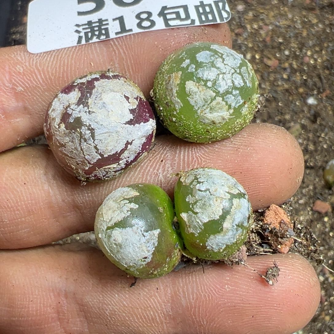 【闪购商品】 506。   