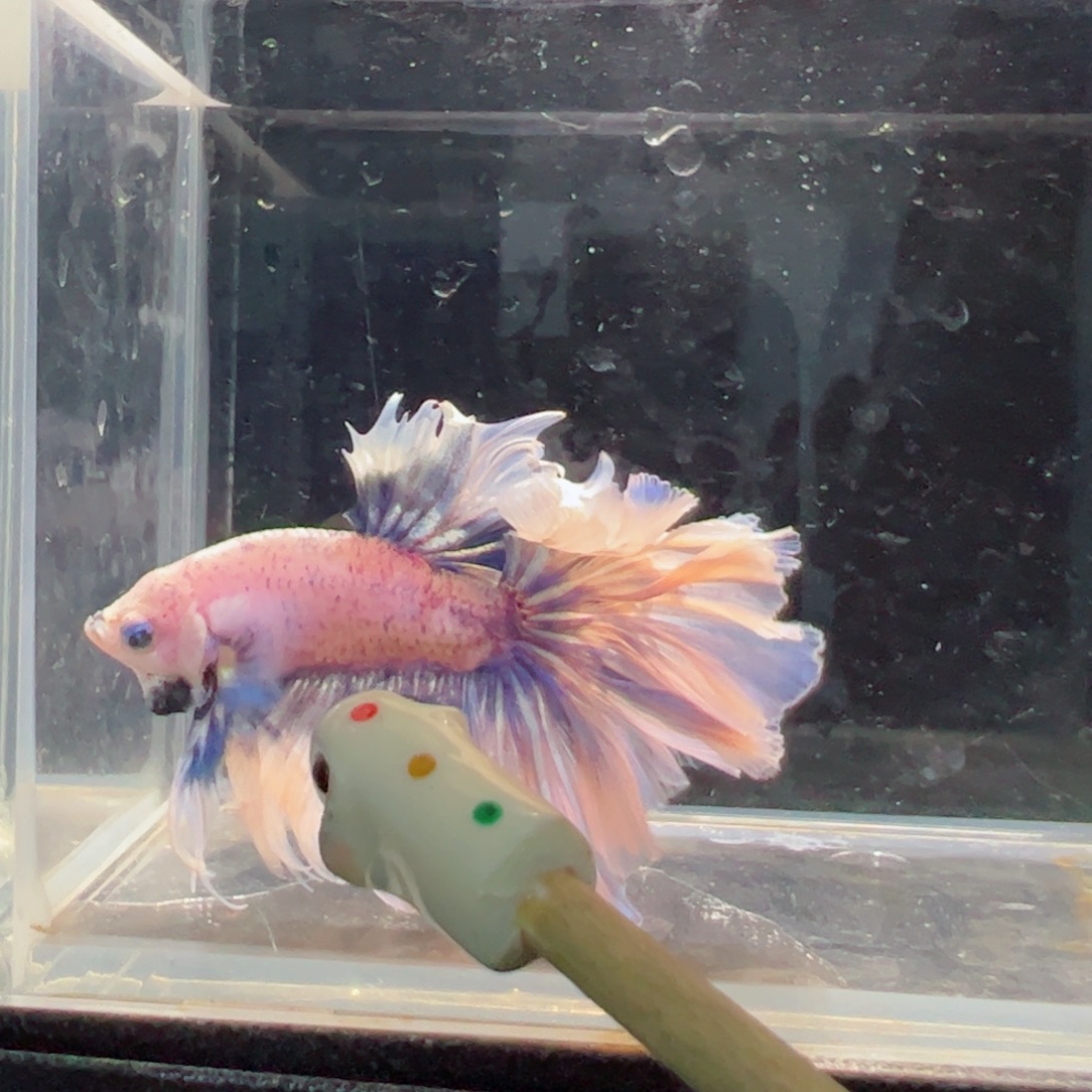 斗鱼浅色仙仙裙特殊尾