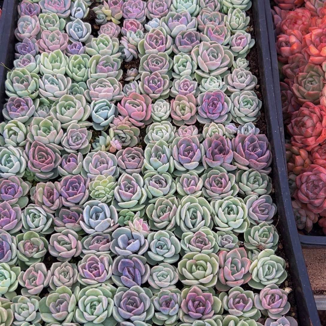 181多肉葡萄的味道是真的