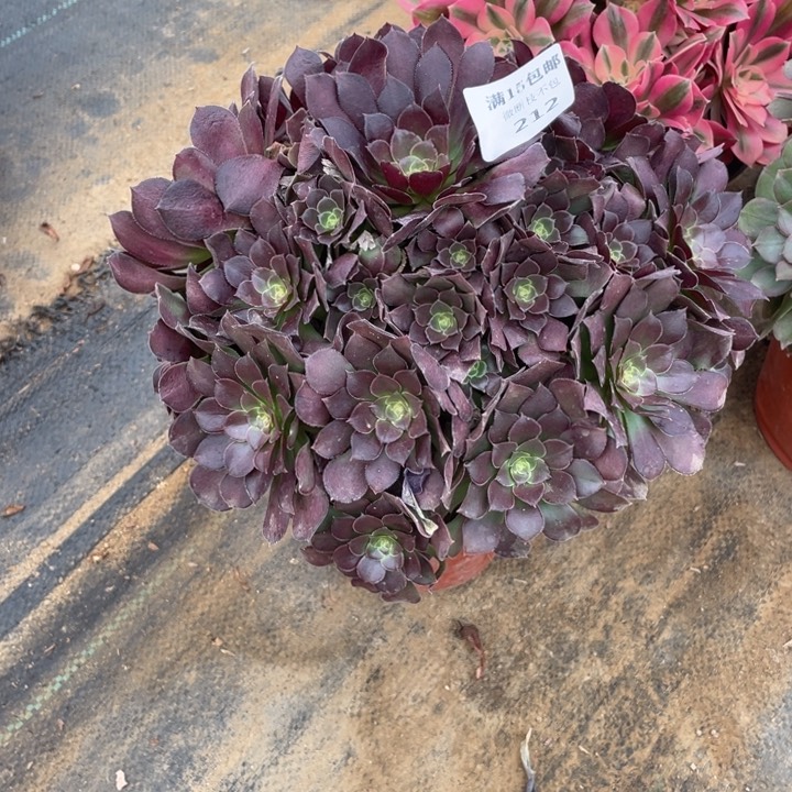 212荷兰玫瑰法师断枝不售后