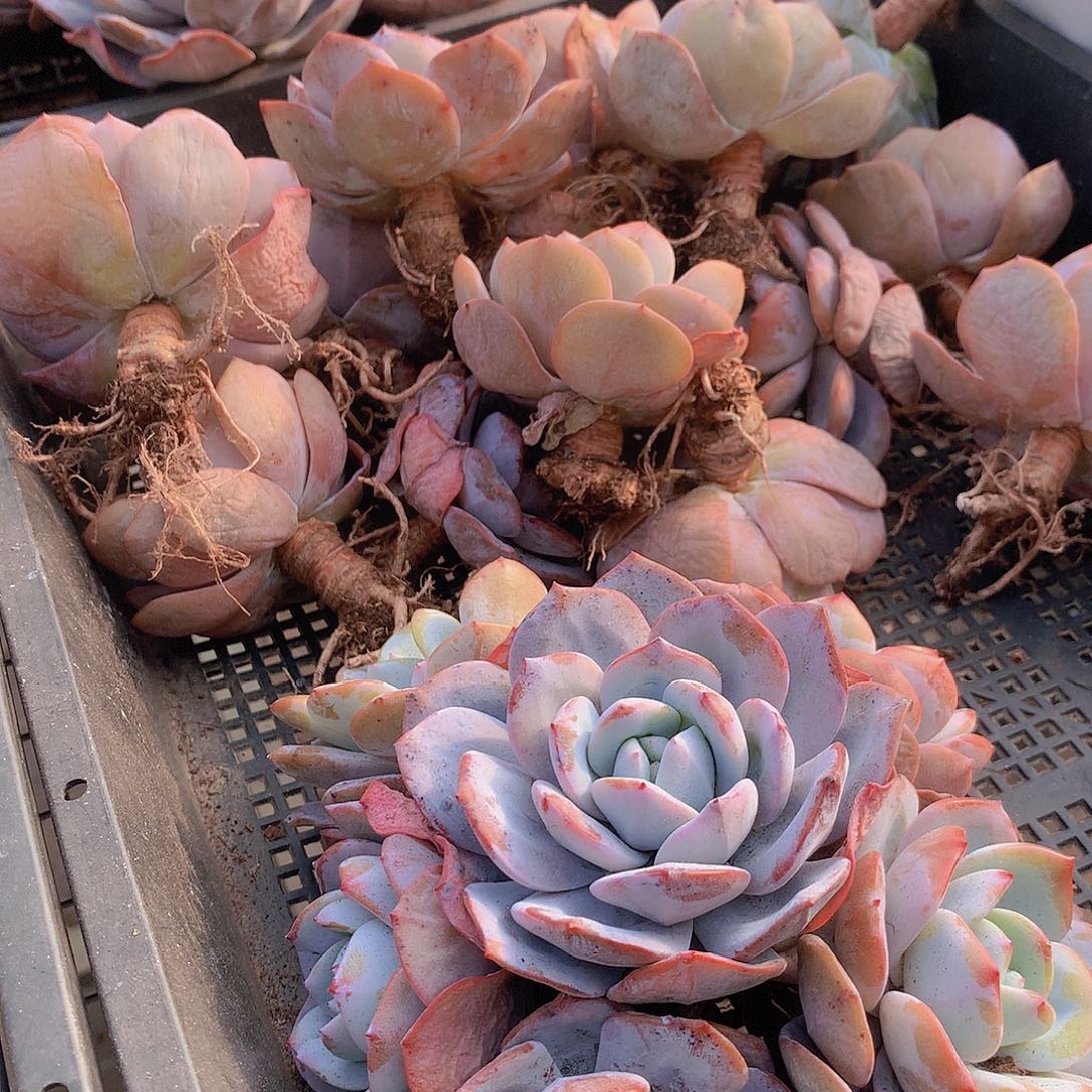 老庄奶茶34567899000000