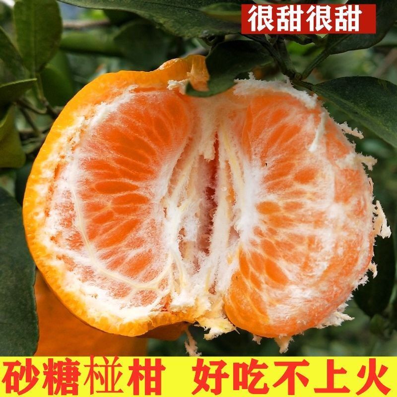 湖北高山椪柑新鲜现摘芦柑当季水果香甜多汁好吃不上火农家自种