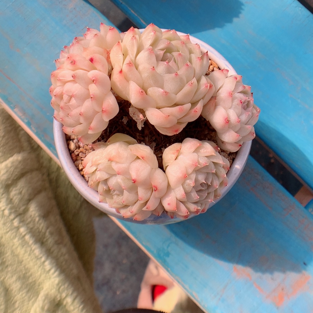 铁***侠多肉植物。 月影系列