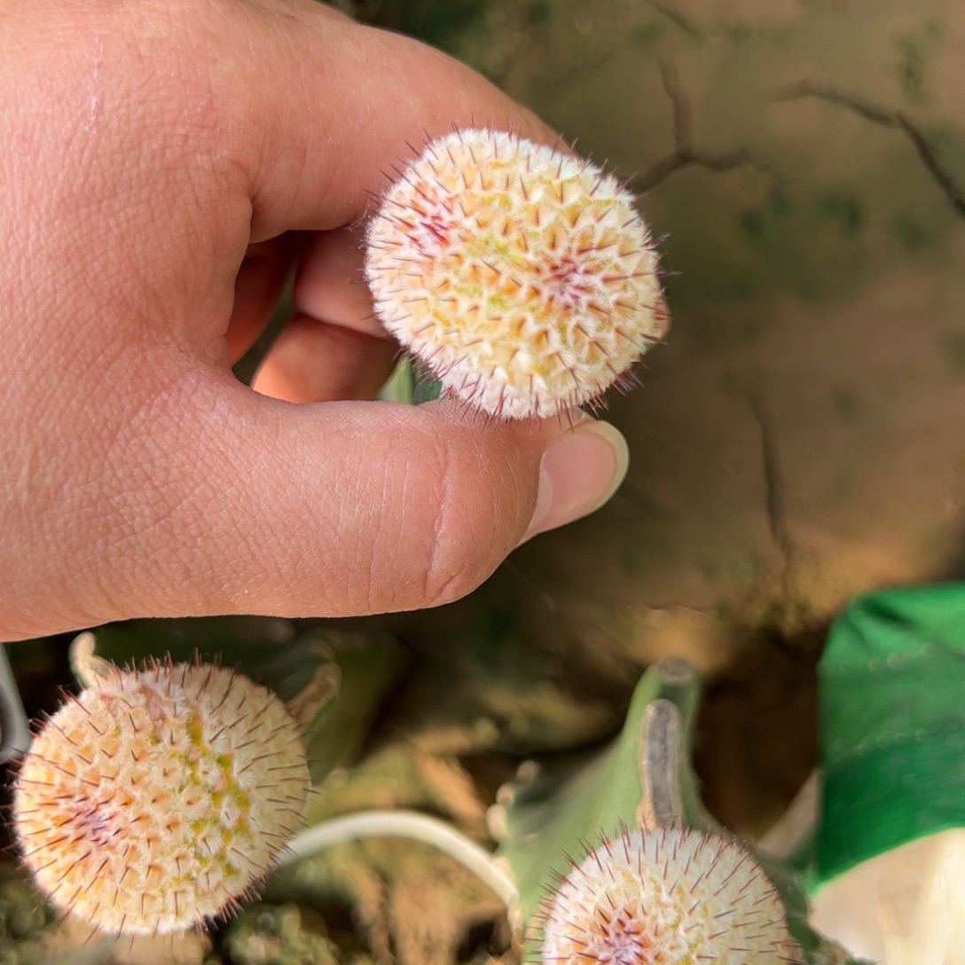 直刺佩雷锦仙人球484号